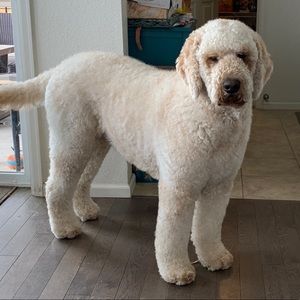 Meet your Posher, Erik